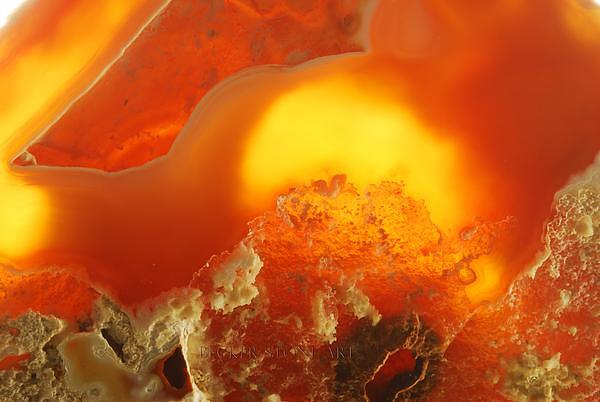 Agatized Coral 1