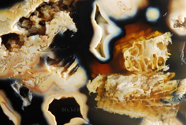 Agatized Coral 2