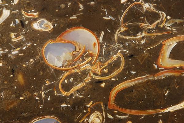 Turritella Fossil