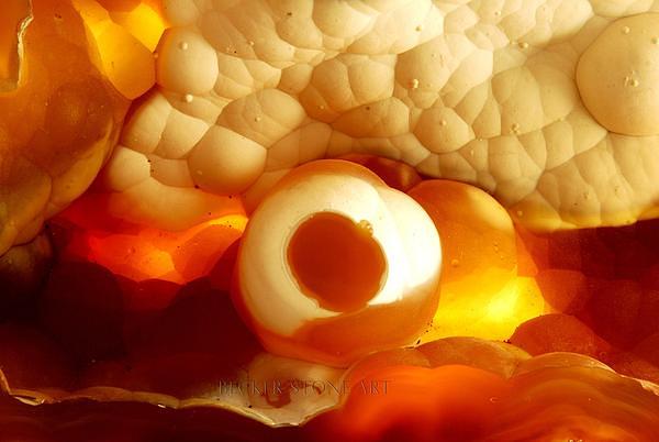 Agatized Coral 4