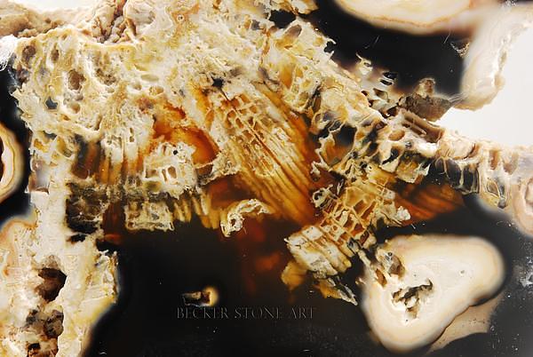 Agatized Coral 5