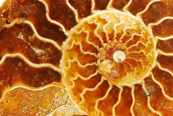 Ammonite 2