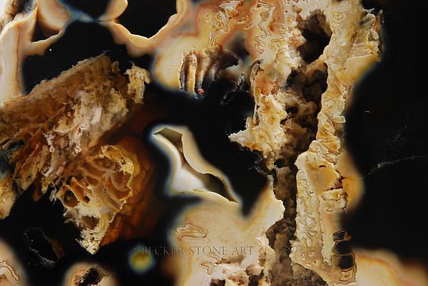 Agatized Coral 6
