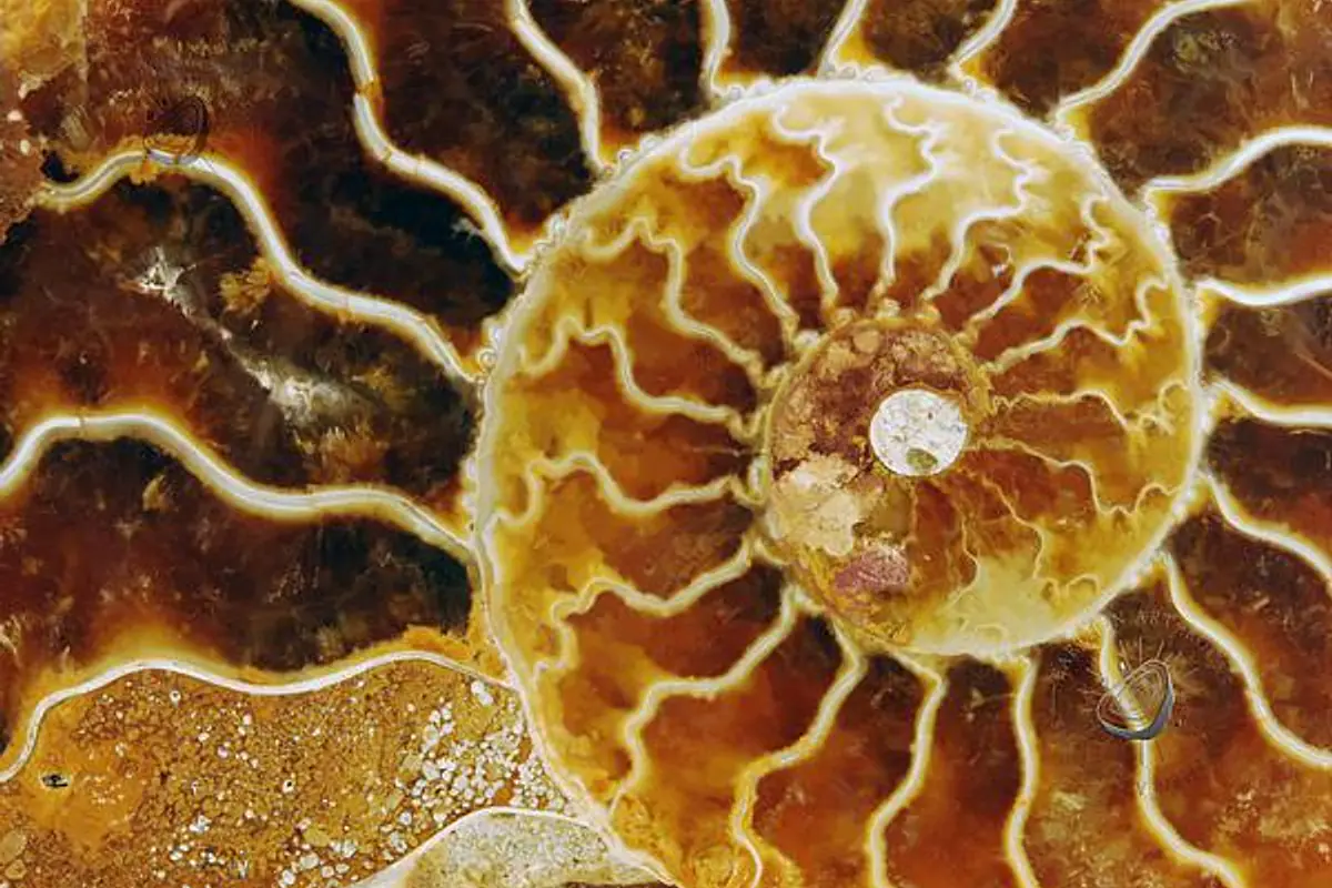 Ammonite