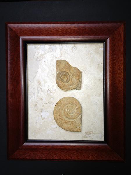 Framed Ammonites
